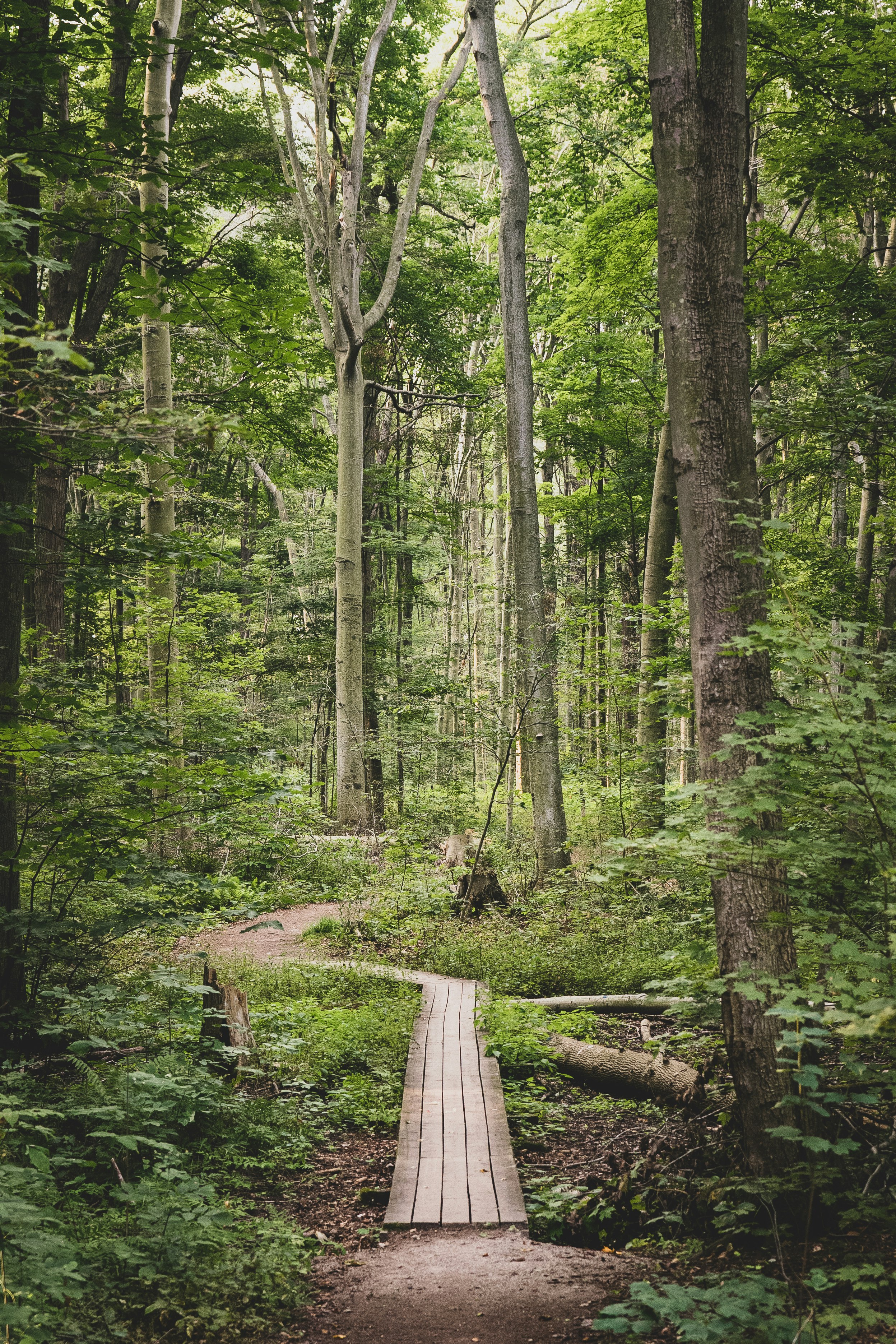 brown wooden log in forest